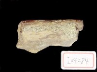 藏品(鹿角一段)的圖片